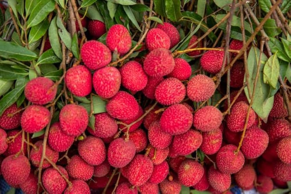 Muzaffarpur Sahi Litchi from Bihar - famous GI tagged fruit known for its sweetness and aroma